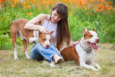 Boxer Chihuahua Mix Your Perfect Pet Companion The Chihuahua Guide