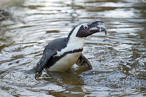 African penguin eating fish Photograph by George Atsametakis