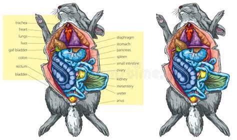 Anatomy Rabbit Stock Illustrations Anatomy Rabbit Stock