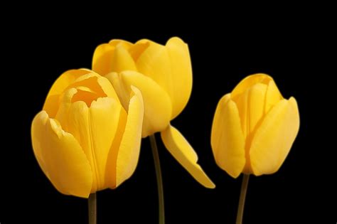 Tulips Yellow Flowers - Free photo on Pixabay