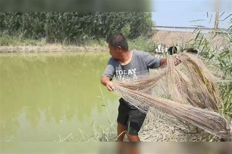 闸口停水，翘嘴鱼一群群全上来了，小伙撒网连续扣中大翘嘴带劲儿鱼一小伙中大