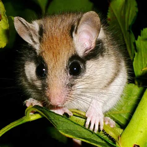 Garden Dormouse - Facts, Diet, Habitat & Pictures on Animalia.bio