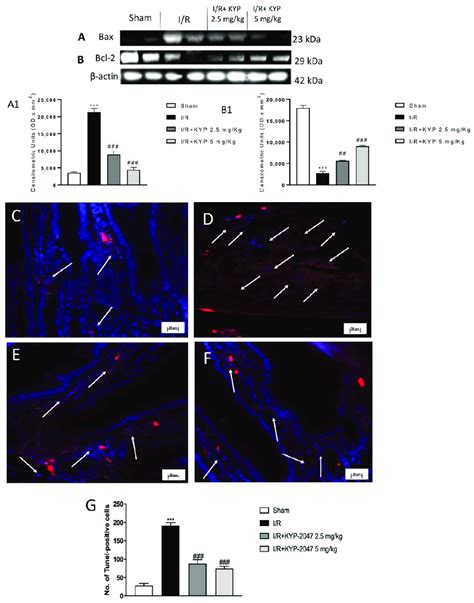 Effect Of Kyp 2047 Treatment On Apoptosis Pathway A Western Blot