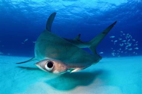 Hammerhead Shark Photo