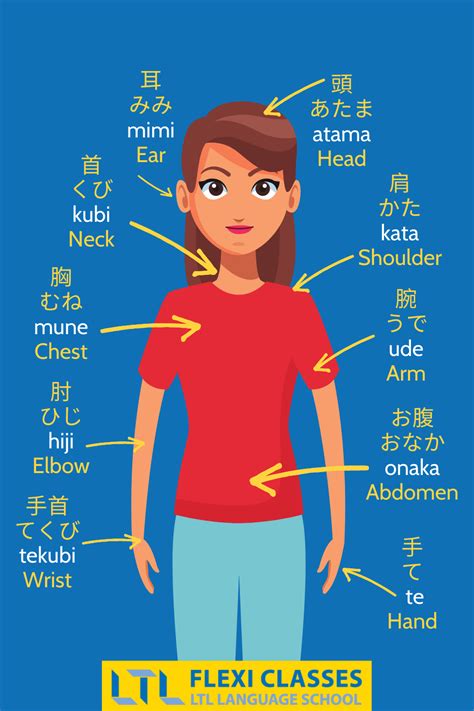 Body Parts In Japanese Upper Body Artofit