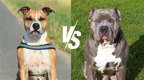 Staffordshire Bull Terrier Vs. Pit Bull: What's The Difference?