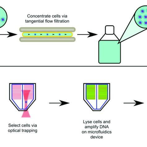 Scheme For Optofluidic Single Cell Genome Amplification From