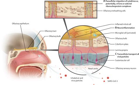 Olfactory Cells Diagram