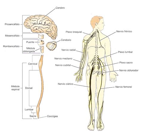 El Sistema Nervioso