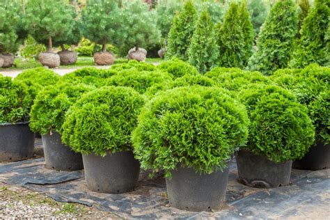 Types of Evergreen Trees That Will Leave You Wonder-struck