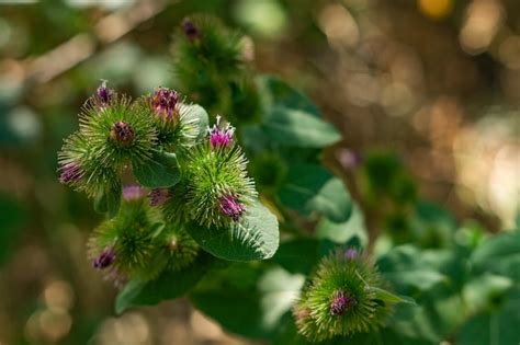 Premium Photo Arctium Minus Wild Plant With Beneficial Properties