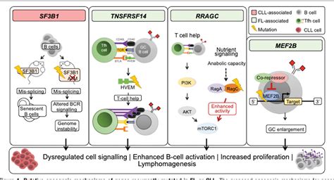 Figure From Transformation Of Indolent Lymphomas And Chronic