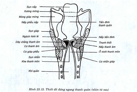 GIẢI PHẪU SỐ 22 THANH QUẢN Y khoa