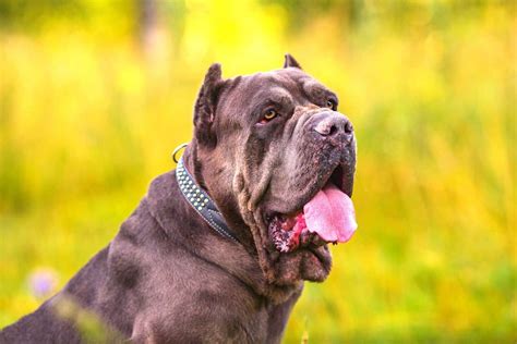 Are Cane Corsos Aggressive The Story Behind This Dangerous Dog Breed