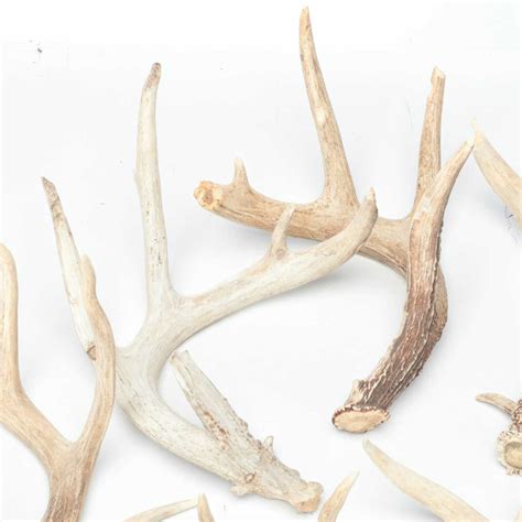 Deer Antler Sheds | EBTH