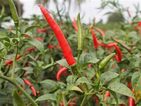 Hot Pepper Red Thunder F Alliance Seeds