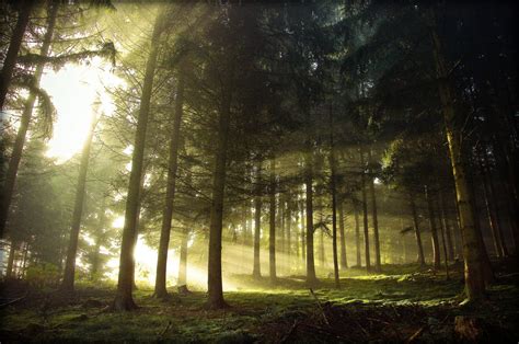 Wallpaper Sunlight Forest Night Nature Reflection Wood Branch