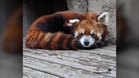 Red panda dies at Calgary Zoo | CTV News