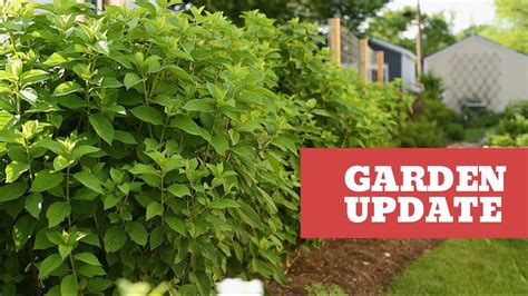 Hydrangeas Hortensias Honeysuckles Madreselvas 🤩🌿 Garden Update