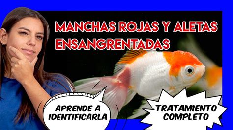 Aletas Ensangrentadas Y Manchas Rojas En Peces C Mo Curarlas Youtube