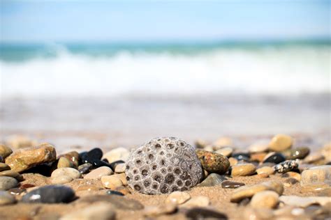 What Is A Petoskey Stone? (And The Best Place To Find Them!) - Rock Seeker