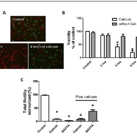 Effect Of Extracellular Calcium On The Integrity Of The Acrosomes Of