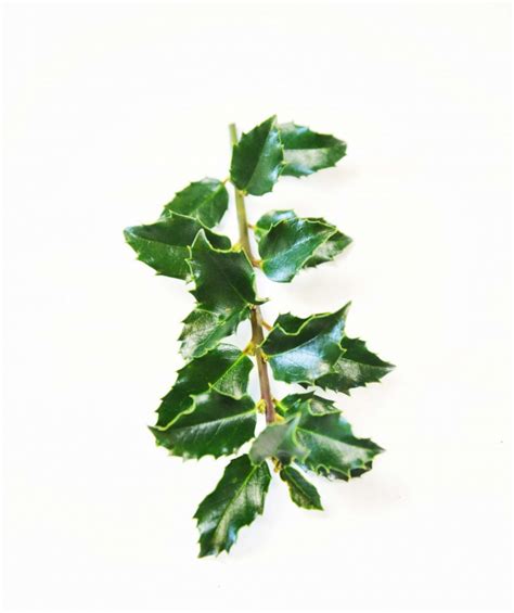 Blue Princess Meserve Holly Big Bower And Branch