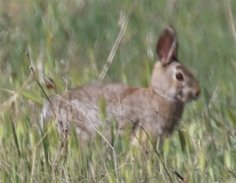 Subspecies Sylvilagus Holzneri Hesperius Inaturalist