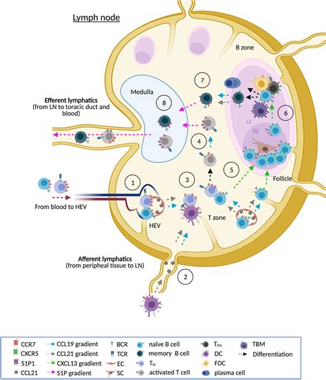 Frontiers Of Lymph Nodes And Cll Cells Deciphering The Role Of Ccr