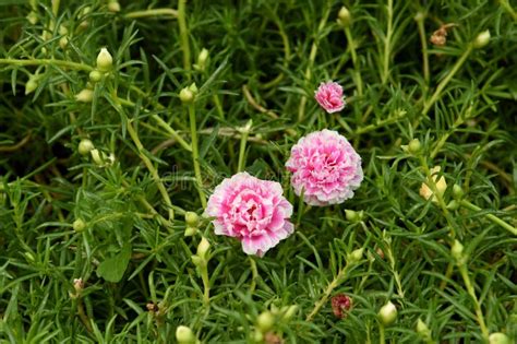 Pink rose moss stock photo. Image of plant, annual, petals - 77062496