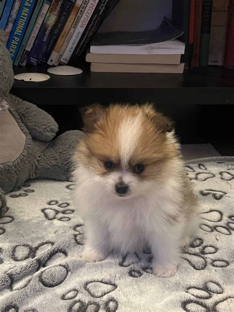 Teacup Pomeranian Puppy | PetClassifieds.com