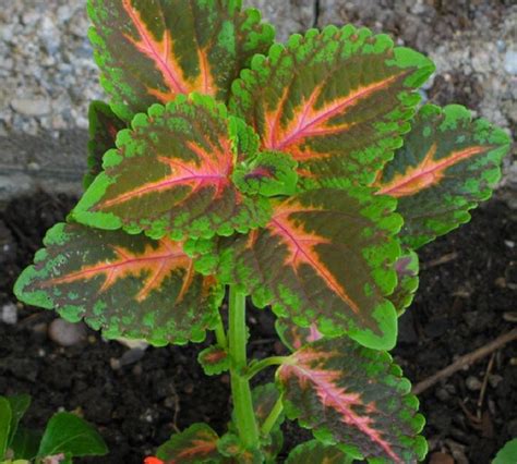 Mpb2 Coleus Seeds Wizard Coral Sunrise 50 Thru 1000 Seeds Etsy New