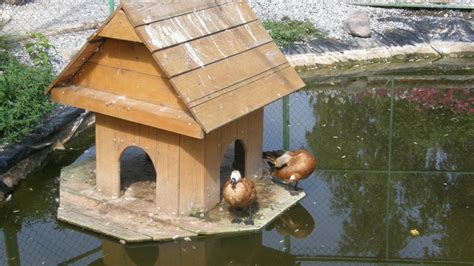 Кормушка для уток своими руками красивые фото и картинки — Каталог Фото