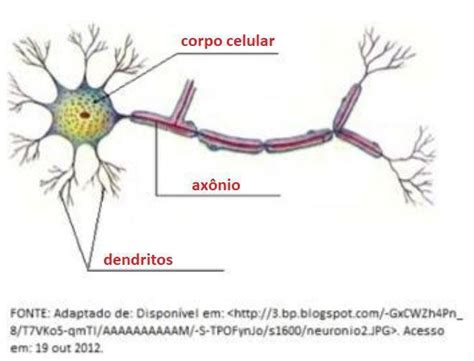 Um neurônio é uma célula responsável pelo recebimento e condução dos