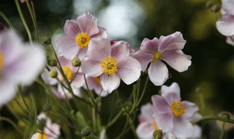 Anemone hupehensis var. japonica pflanzen und pflegen - Mein schöner Garten