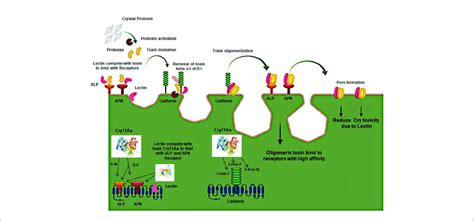 Schematic Presentation Of The 3D Cry Toxin Mechanism With Receptors