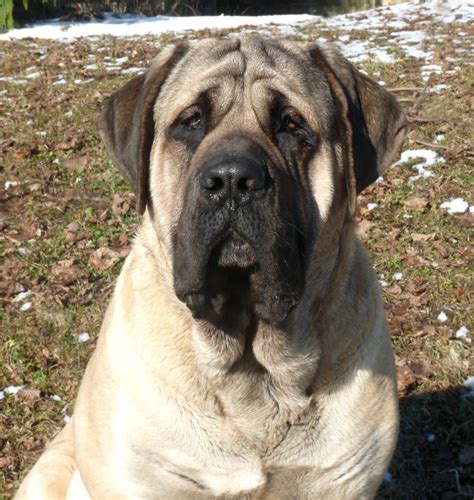 English Mastiffs Northstar Livestock