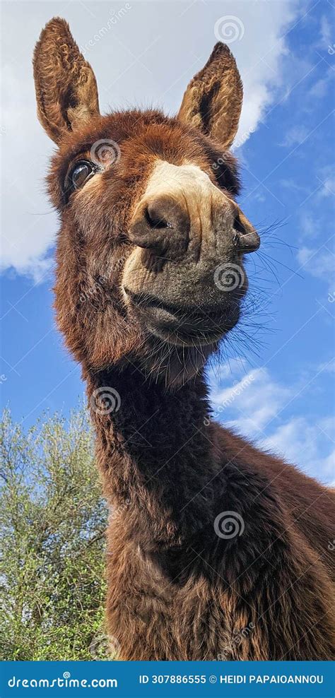 Donkey Portraits Cute Donkey Stock Image Image Of Donkey Portraits