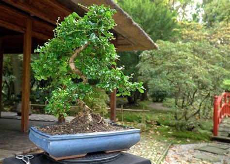 Fukien Tea Bonsai Tree Ultimate Care Guide Prime Bonsai