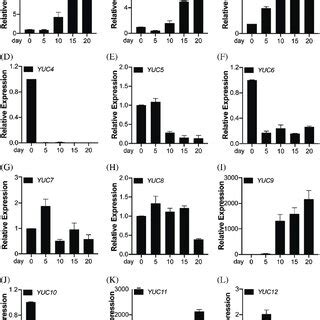 Qrt Pcr Analysis Of Transcript Levels Of Osyucca Genes During Grain