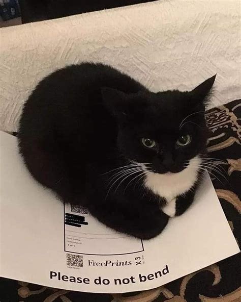 Maxwell The Cat Spinning Cat Know Your Meme