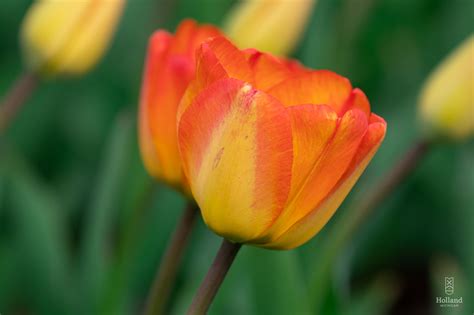 Window on the Waterfront Tulips | Holland, MI