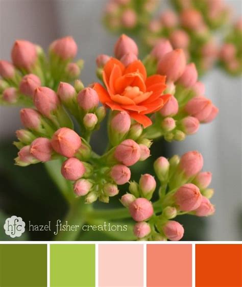 Colour Palette Inspiration Peach Kalanchoe Flower Colour