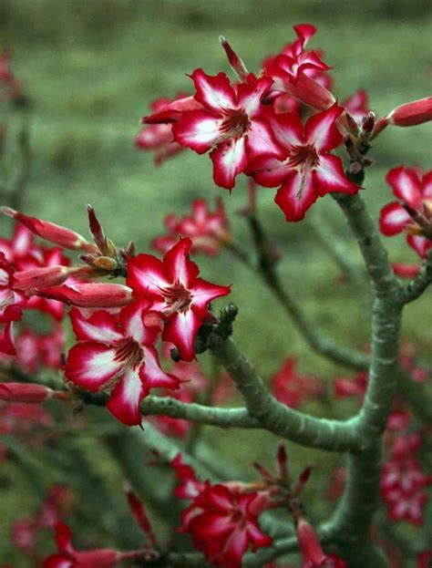 Adenium multiflorum - Alchetron, The Free Social Encyclopedia