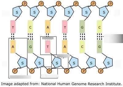 *DNA ladder* Diagram | Quizlet