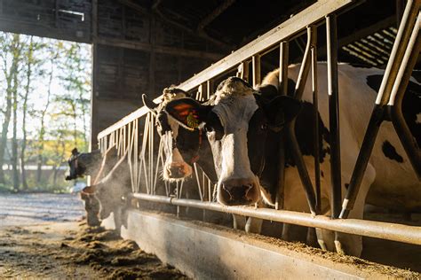 Feed processing for dairy cattle - All About Feed