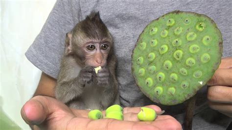 Baby Monkey Jojo Like This One Fruit Youtube