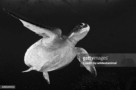 98 Sea Turtle Flying Stock Photos High Res Pictures And Images