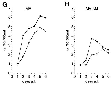 Characteristics Of Mv ∆m Infection Of Vero Cells A F Syncytia Growth Download Scientific