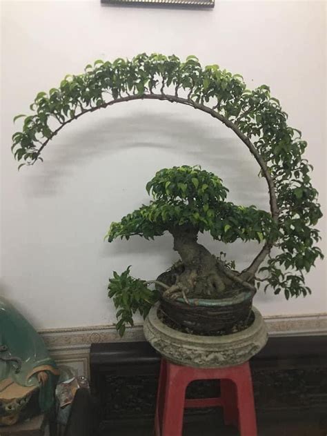 How To Grow Bonsai Tree Artofit